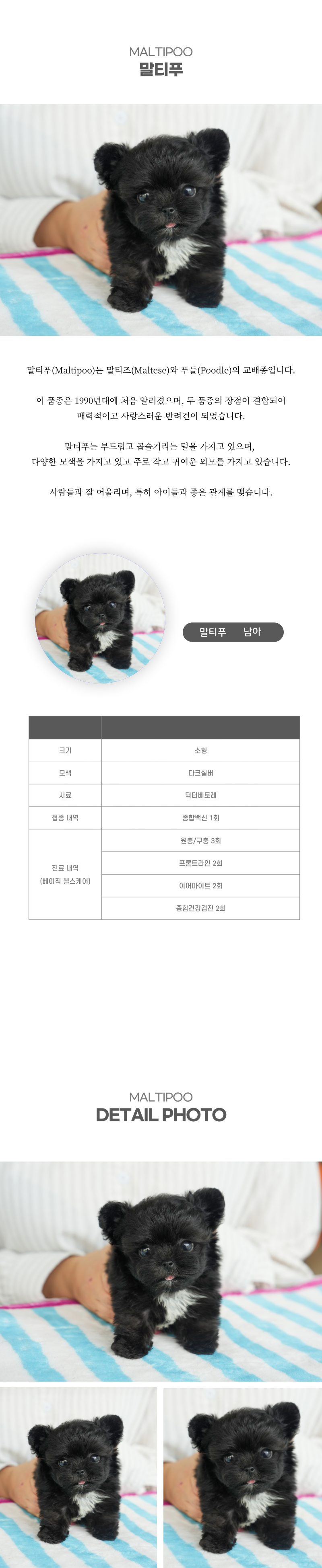 말티푸_상세이미지_2